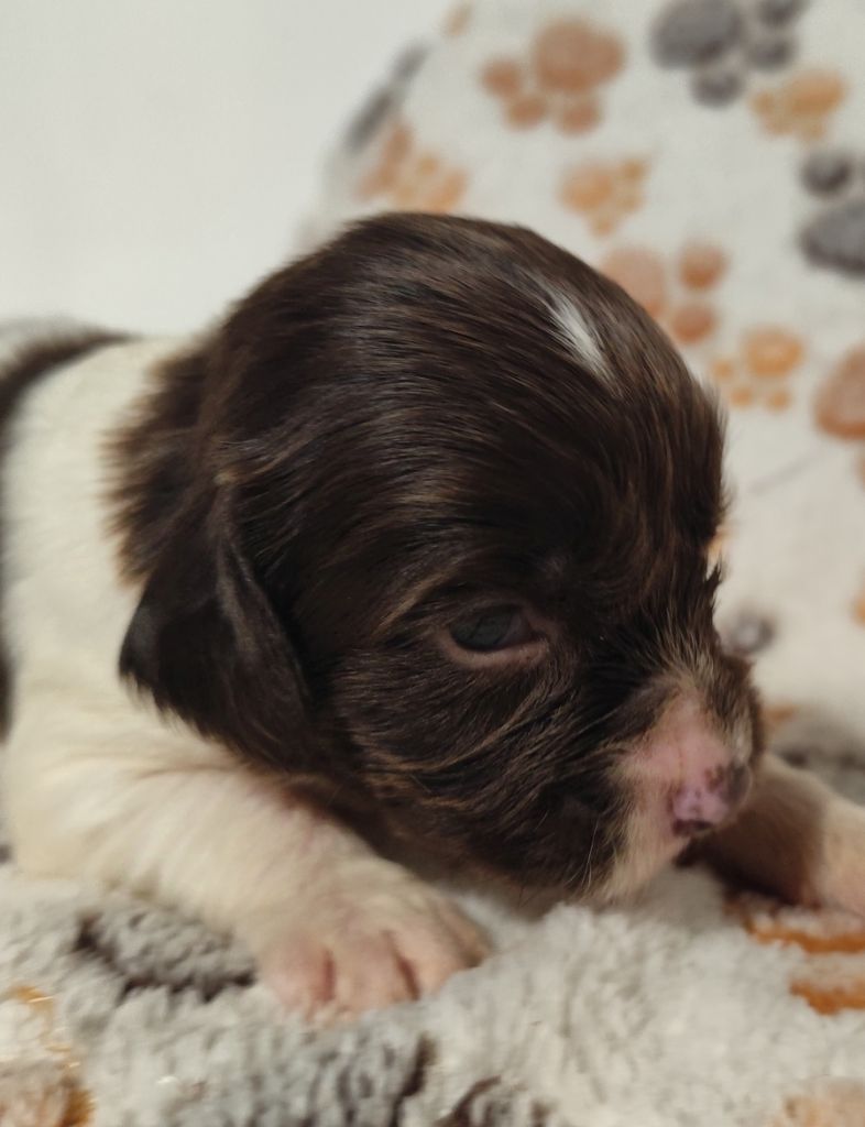 Des Joyaux D'Artemis - Chiot disponible  - English Springer Spaniel