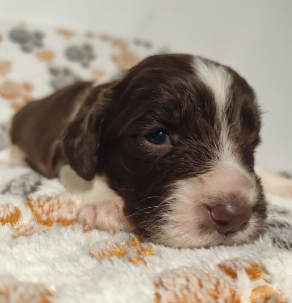 Des Joyaux D'Artemis - Chiot disponible  - English Springer Spaniel