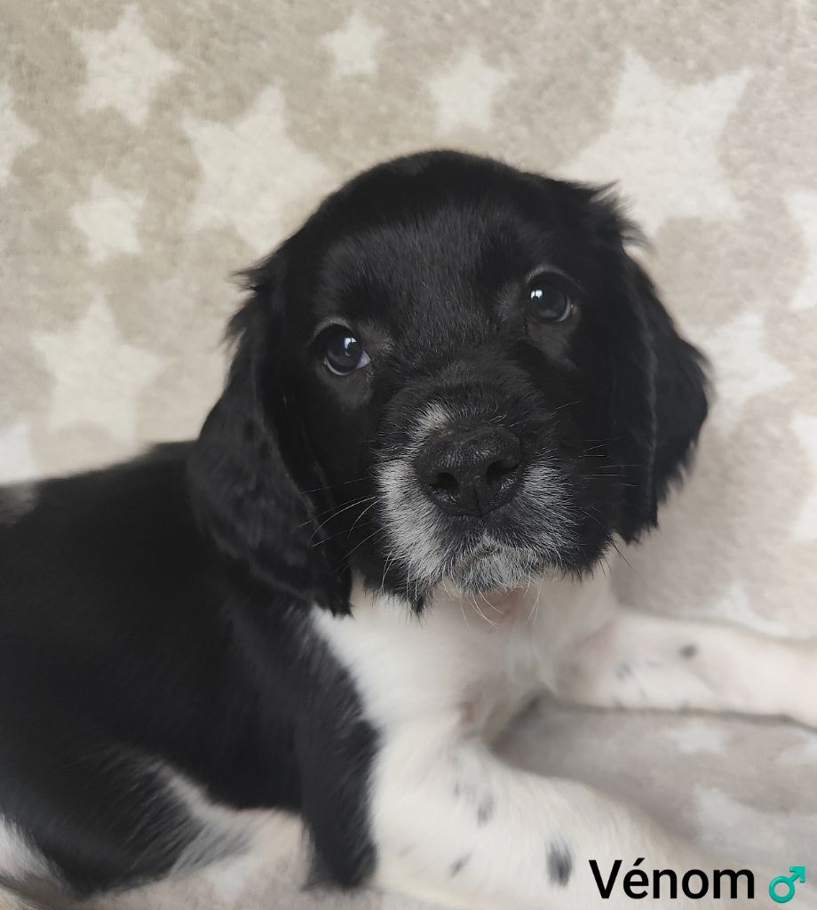 Des Joyaux D'Artemis - Chiot disponible  - English Springer Spaniel