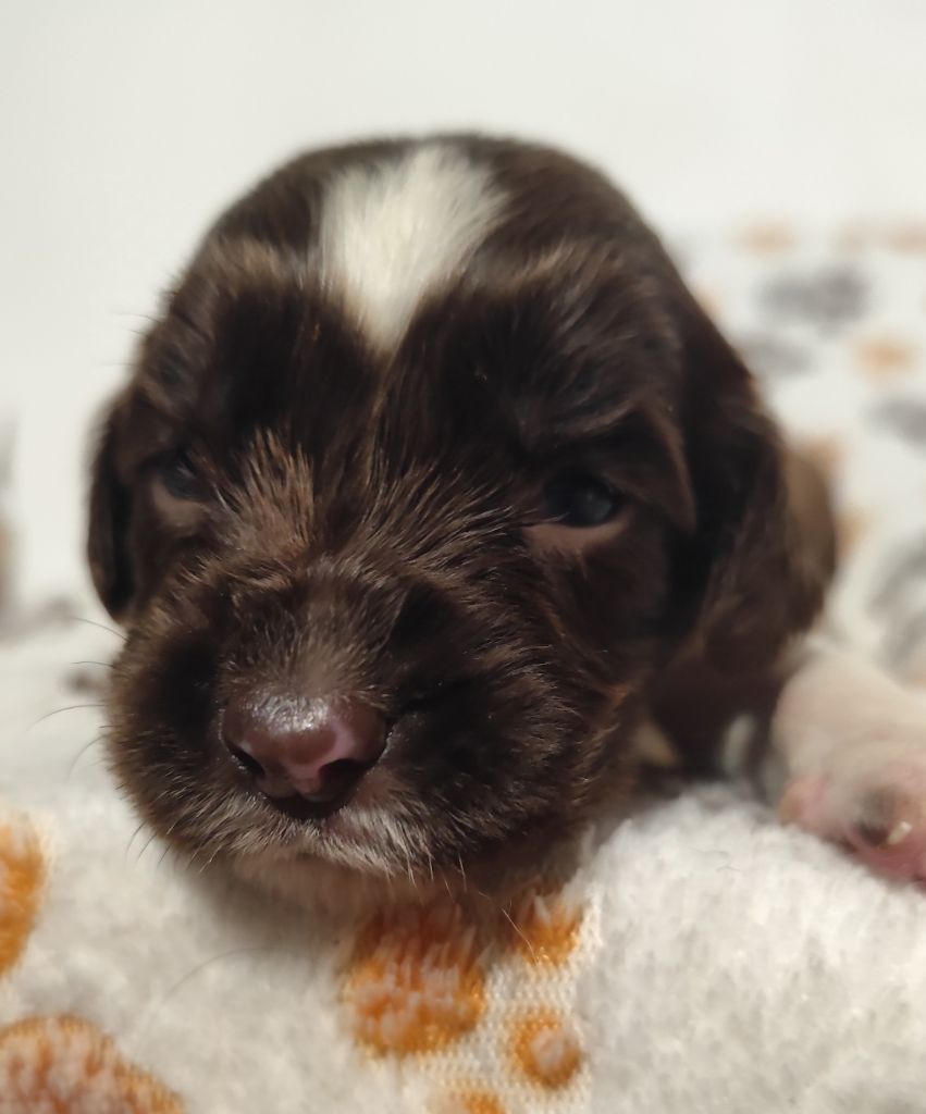 Des Joyaux D'Artemis - Chiot disponible  - English Springer Spaniel