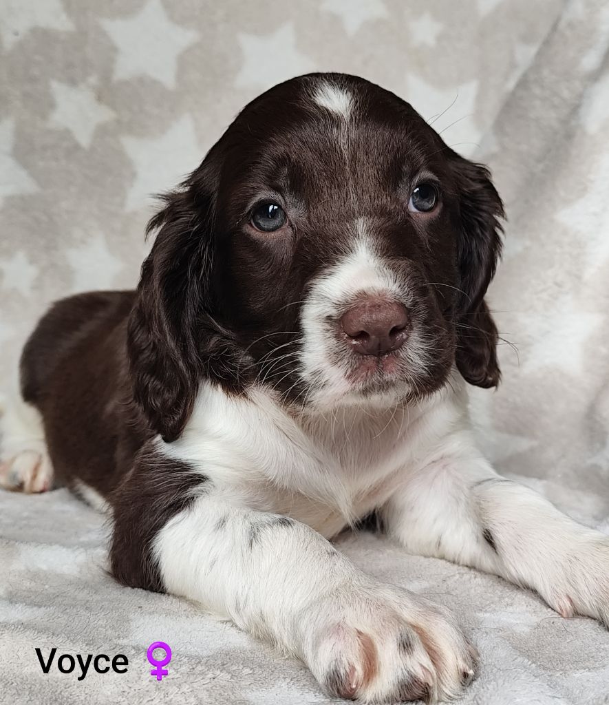 Des Joyaux D'Artemis - Chiot disponible  - English Springer Spaniel