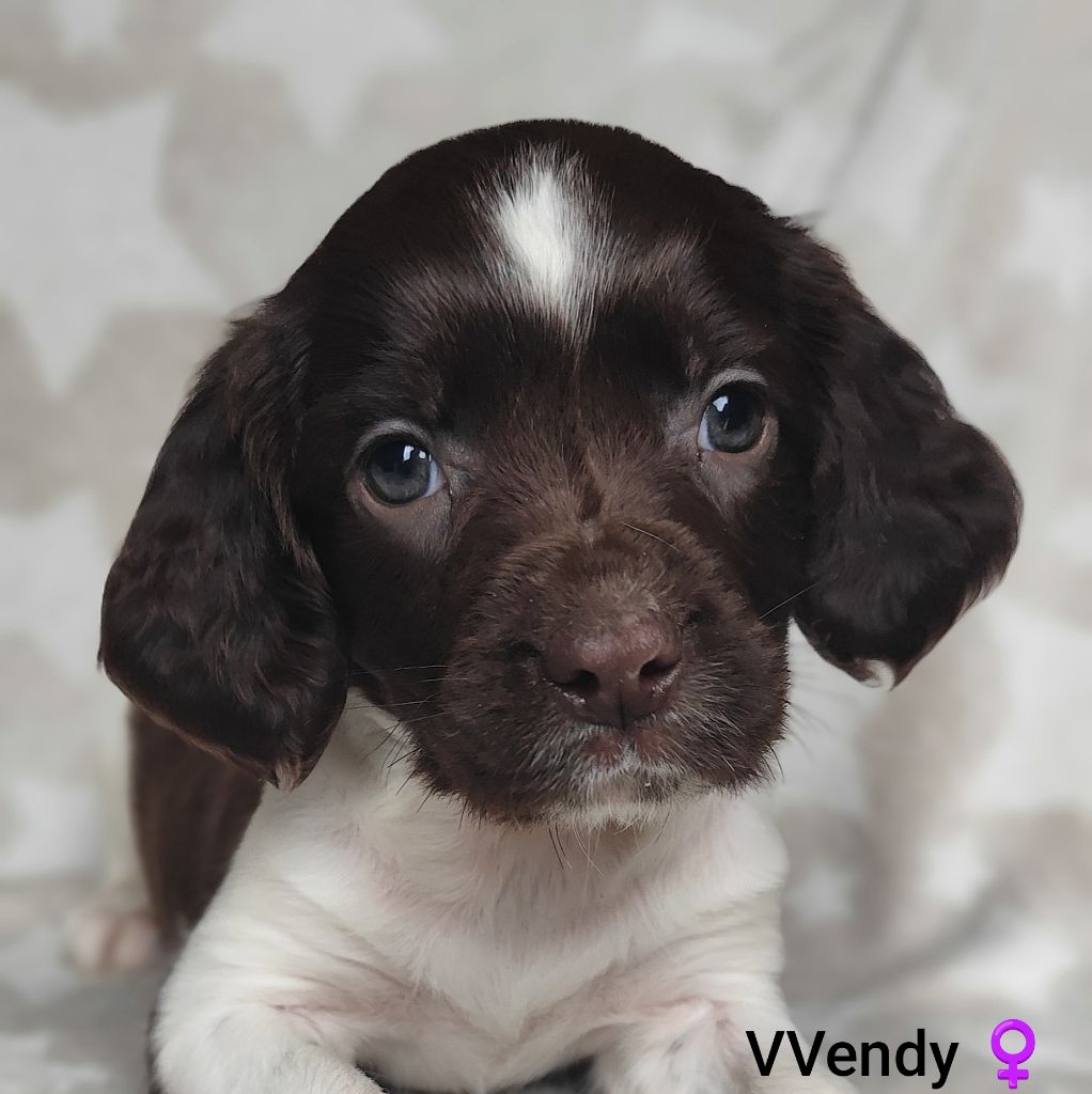 Des Joyaux D'Artemis - Chiot disponible  - English Springer Spaniel