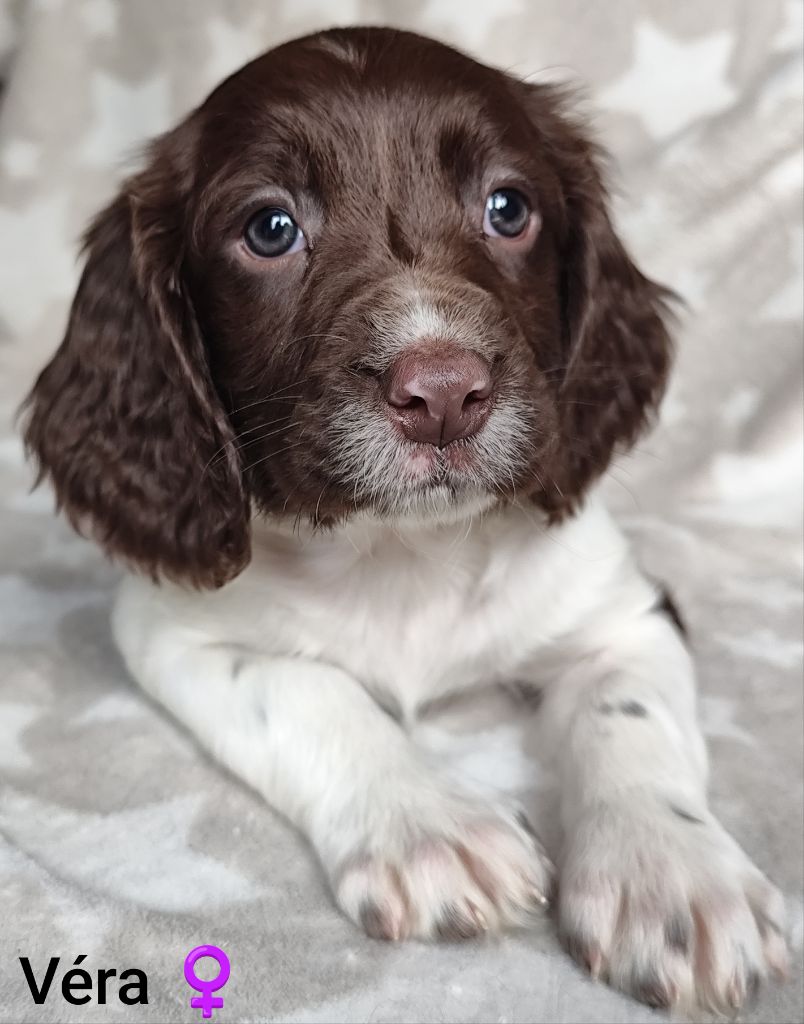 Des Joyaux D'Artemis - Chiot disponible  - English Springer Spaniel