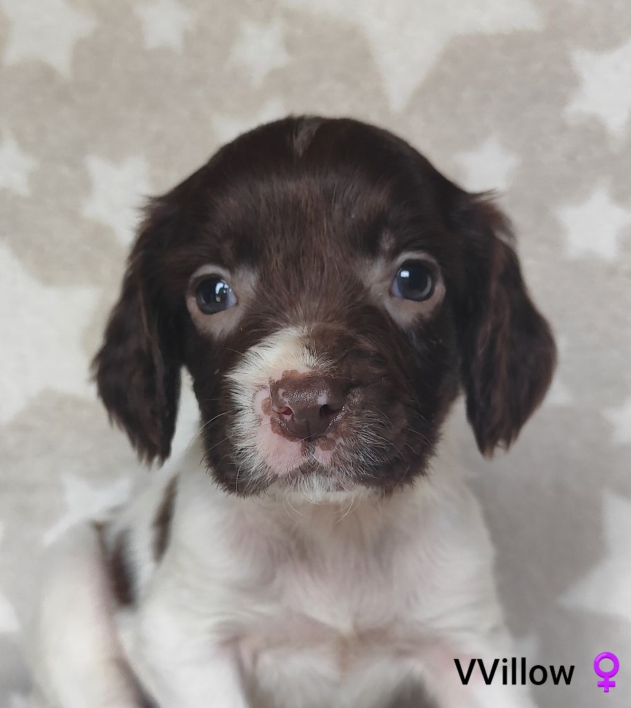 Des Joyaux D'Artemis - Chiot disponible  - English Springer Spaniel