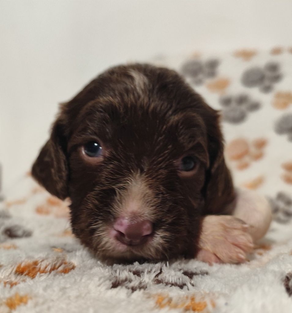 Des Joyaux D'Artemis - Chiot disponible  - English Springer Spaniel