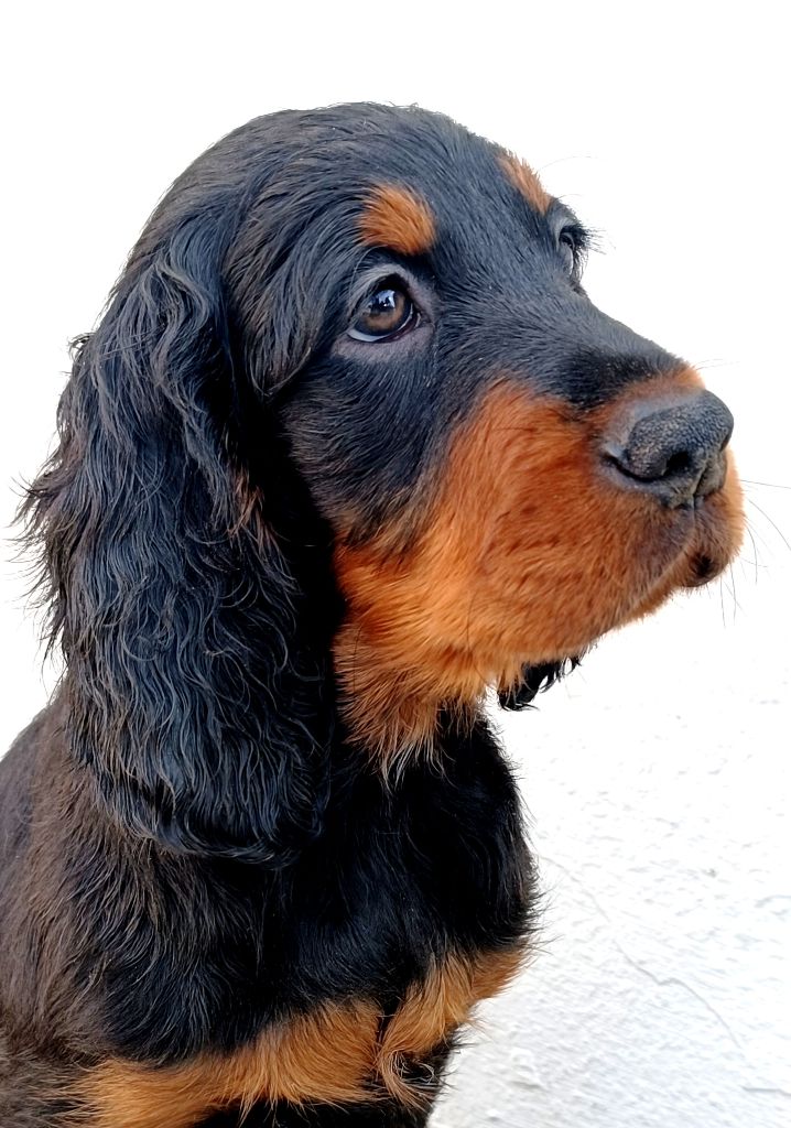 Chiots setter Gordon disponibles 