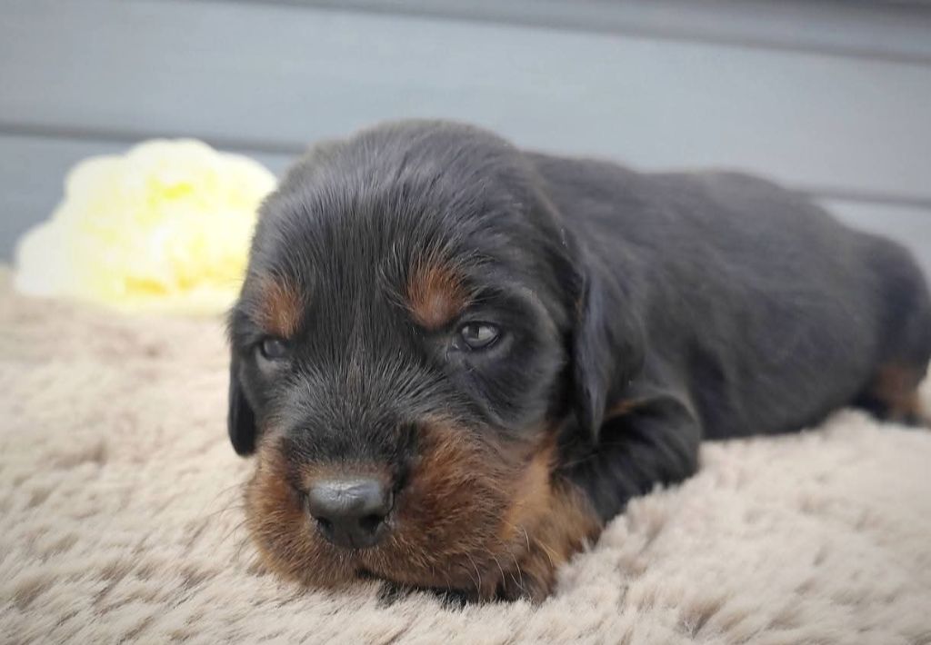 Des Joyaux D'Artemis - Chiots disponibles - Setter Gordon