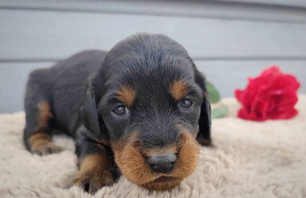 Des Joyaux D'Artemis - Chiots disponibles - Setter Gordon