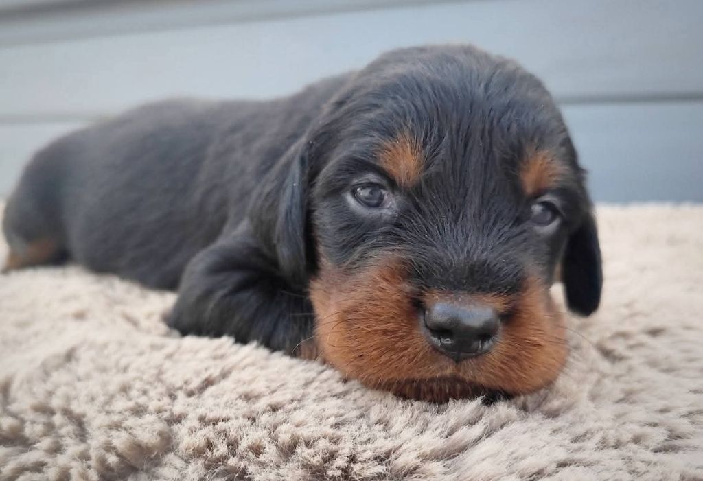 Des Joyaux D'Artemis - Chiots disponibles - Setter Gordon