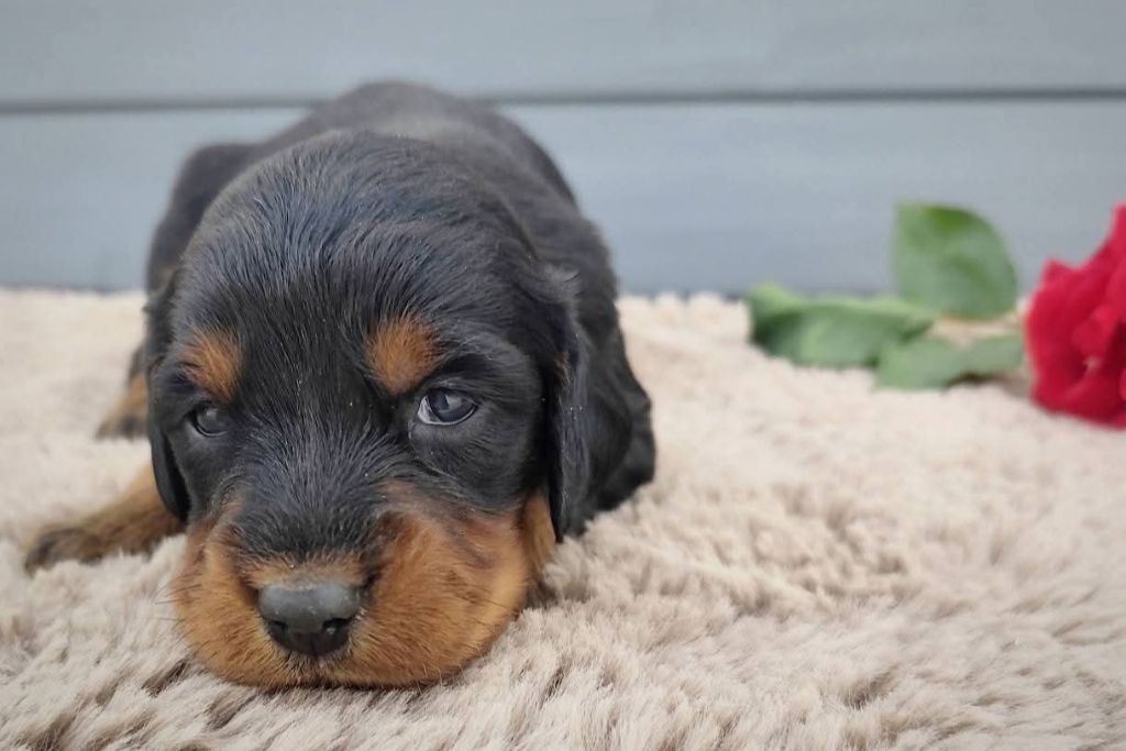 Des Joyaux D'Artemis - Chiots disponibles - Setter Gordon