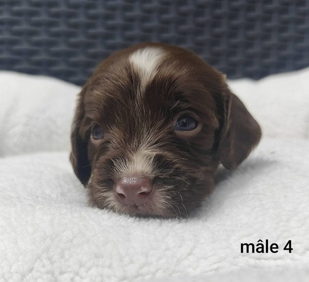 Des Joyaux D'Artemis - Chiots disponibles - English Springer Spaniel