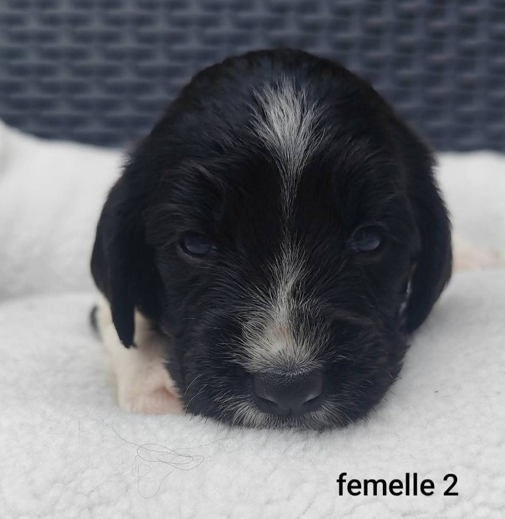 Des Joyaux D'Artemis - Chiots disponibles - English Springer Spaniel