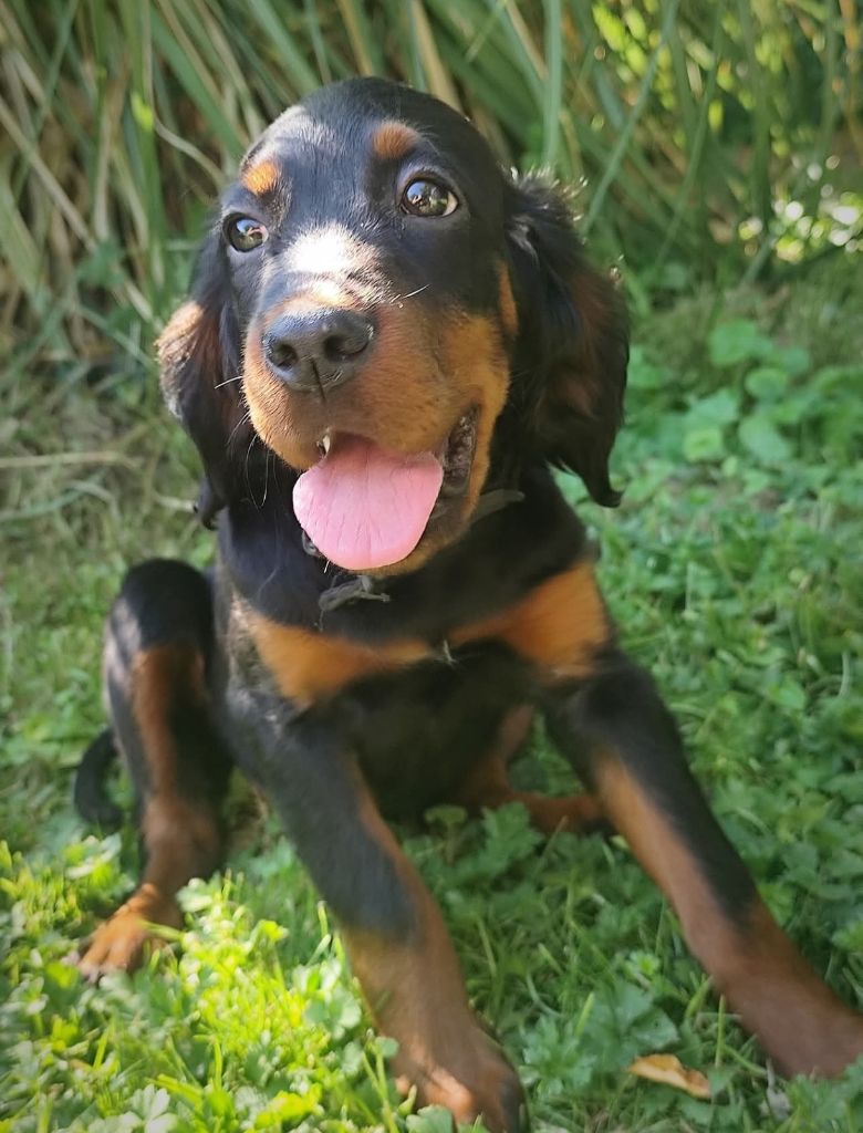 Des Joyaux D'Artemis - Chiots disponibles - Setter Gordon