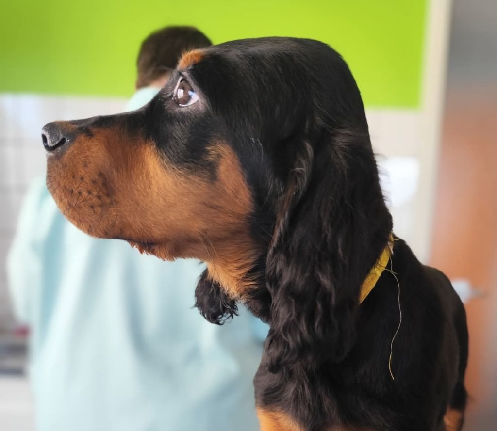 Des Joyaux D'Artemis - Chiots disponibles - Setter Gordon
