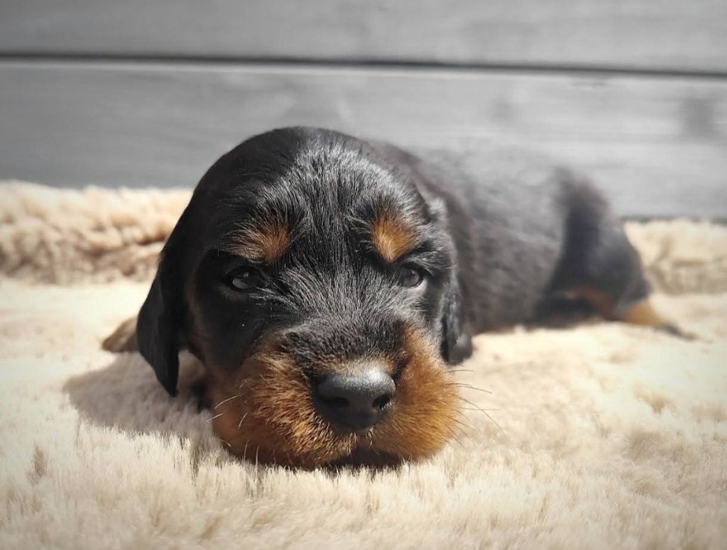 Des Joyaux D'Artemis - Chiots disponibles - Setter Gordon