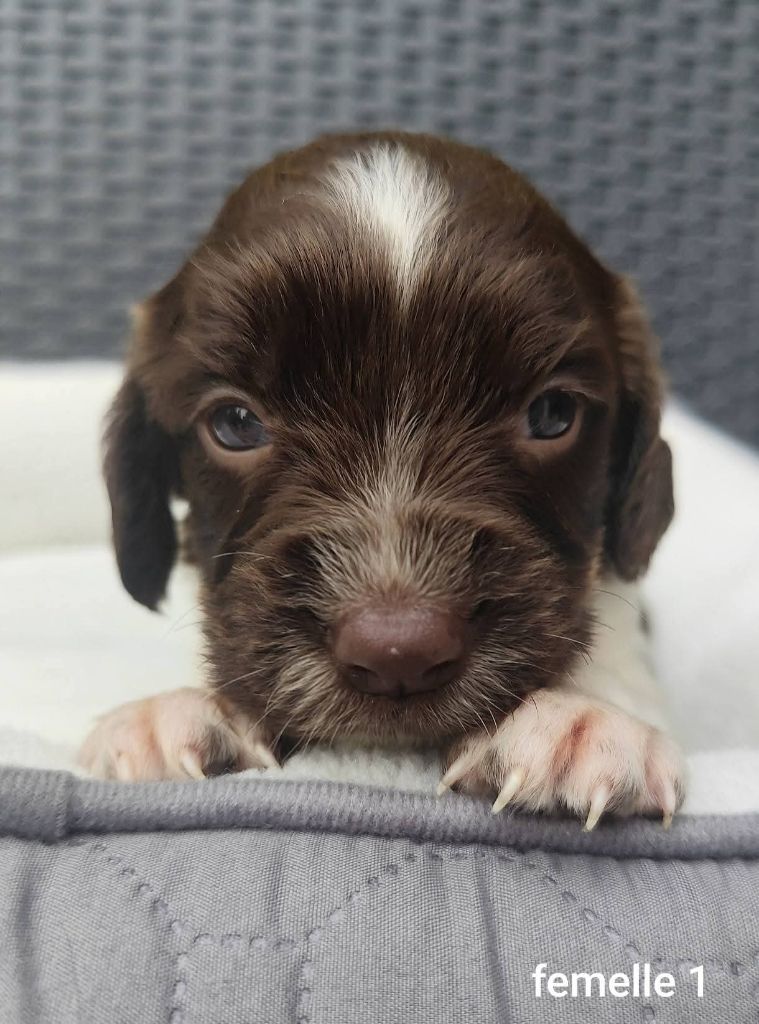 Des Joyaux D'Artemis - Chiots disponibles - English Springer Spaniel