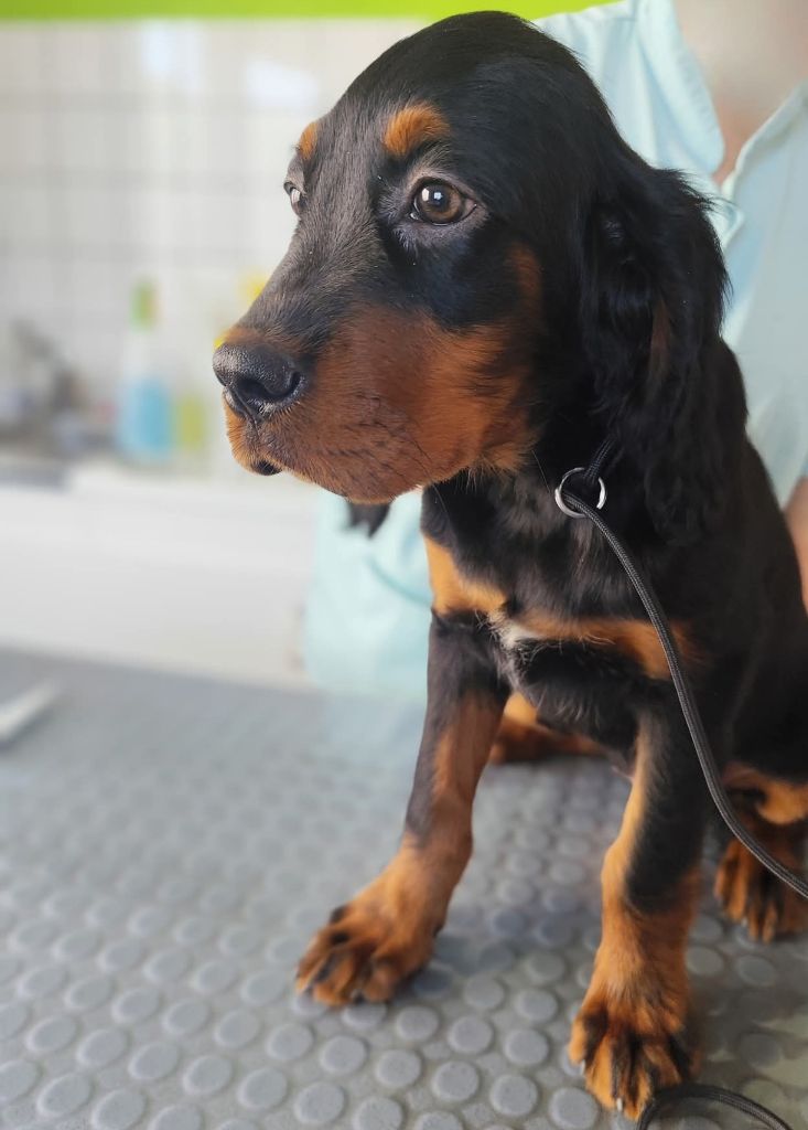 Des Joyaux D'Artemis - Chiots disponibles - Setter Gordon