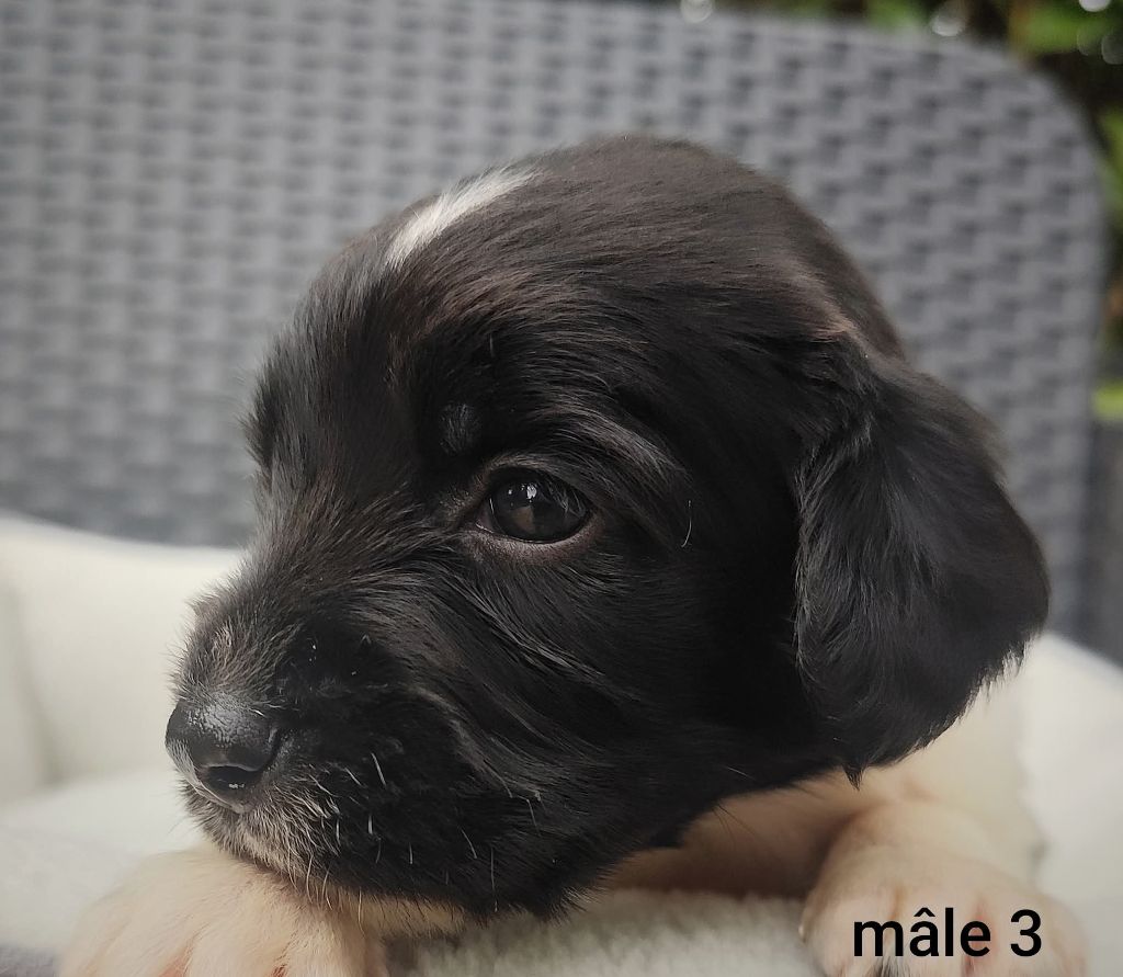 Des Joyaux D'Artemis - Chiots disponibles - English Springer Spaniel