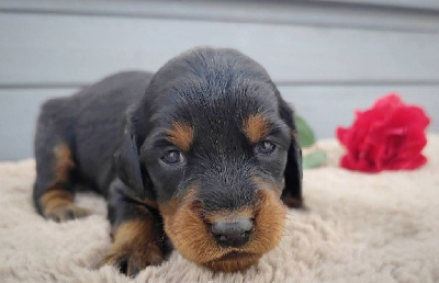 CHIOT 8