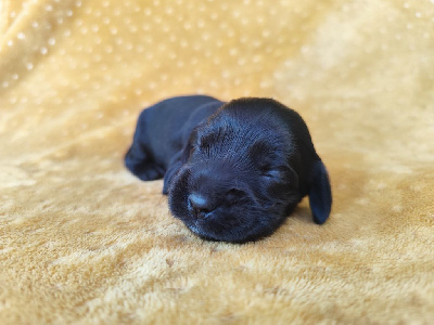 CHIOT