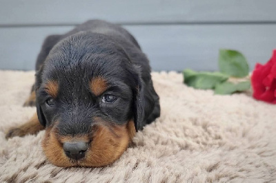 CHIOT 6