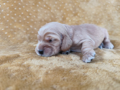 CHIOT