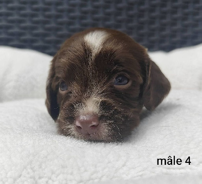 CHIOT 4
