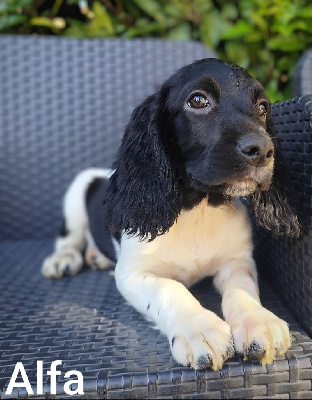 Alfa 