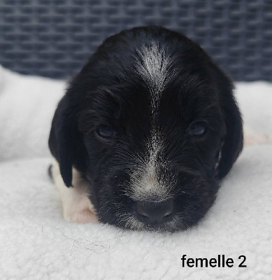 Femelle 2