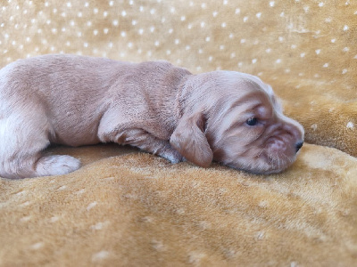 CHIOT