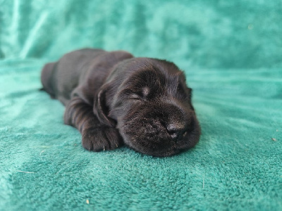 CHIOT
