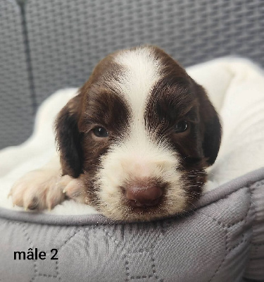 CHIOT 2