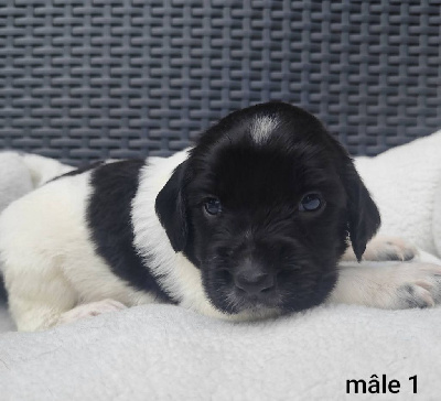 CHIOT 1