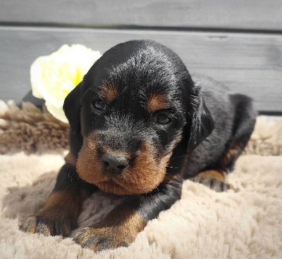 CHIOT 5