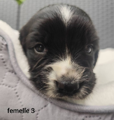 Femelle 3