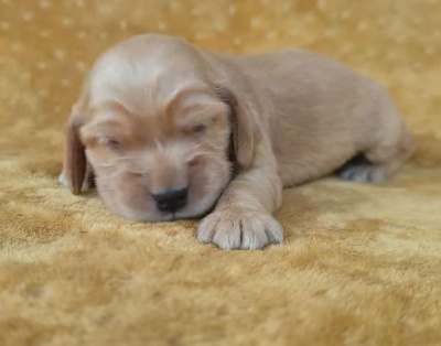 CHIOT