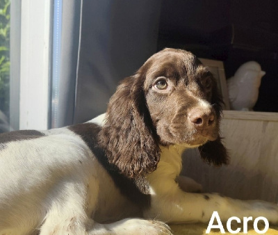Acro