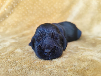 CHIOT