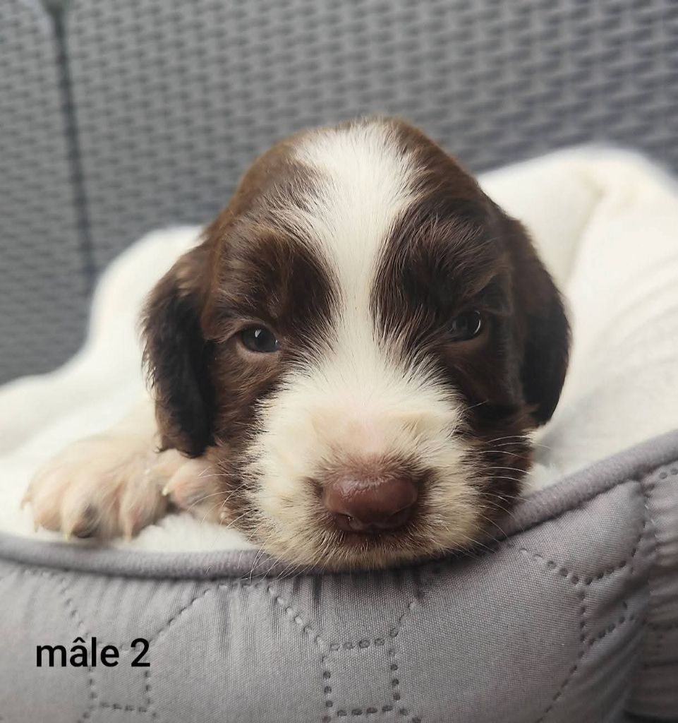 Des Joyaux D'Artemis - Chiots disponibles - English Springer Spaniel