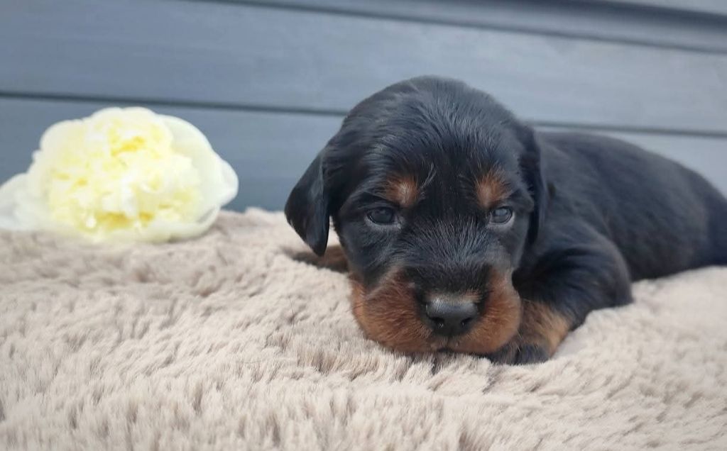 Des Joyaux D'Artemis - Chiots disponibles - Setter Gordon