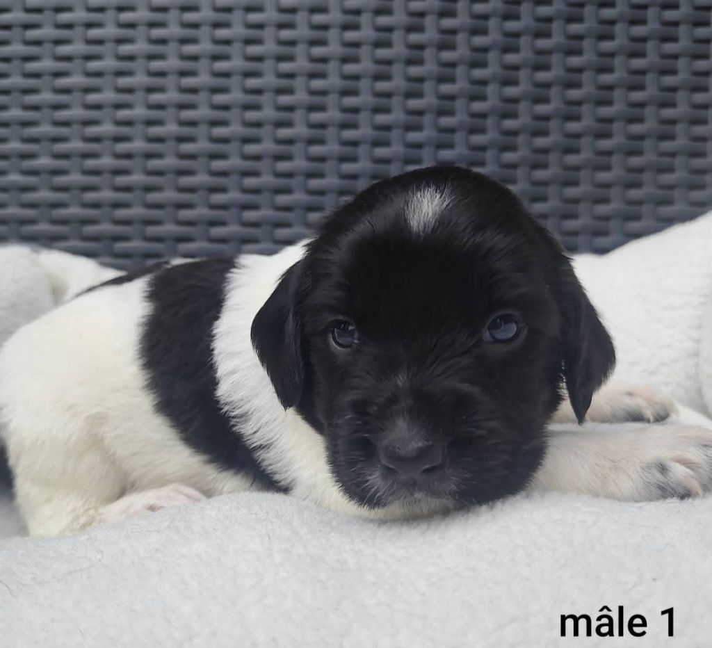 Des Joyaux D'Artemis - Chiots disponibles - English Springer Spaniel