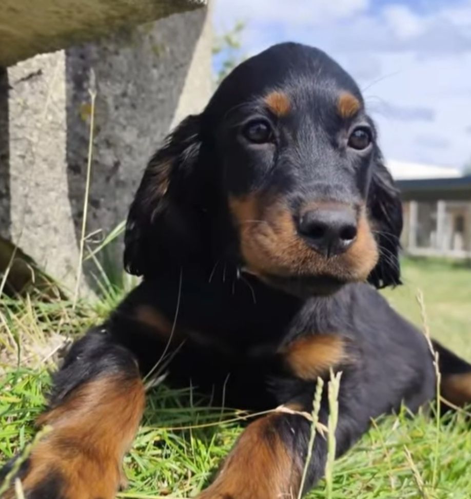Des Joyaux D'Artemis - Chiots disponibles - Setter Gordon