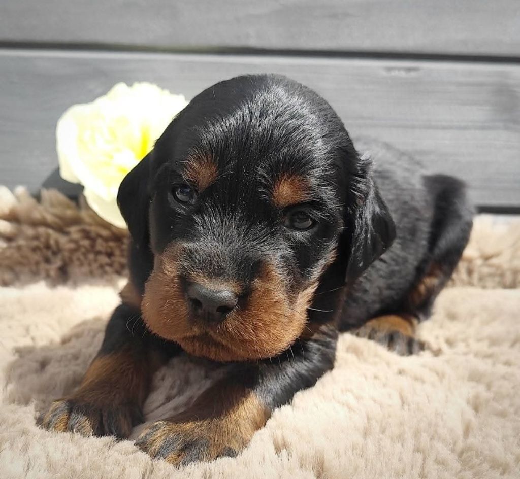 Des Joyaux D'Artemis - Chiots disponibles - Setter Gordon