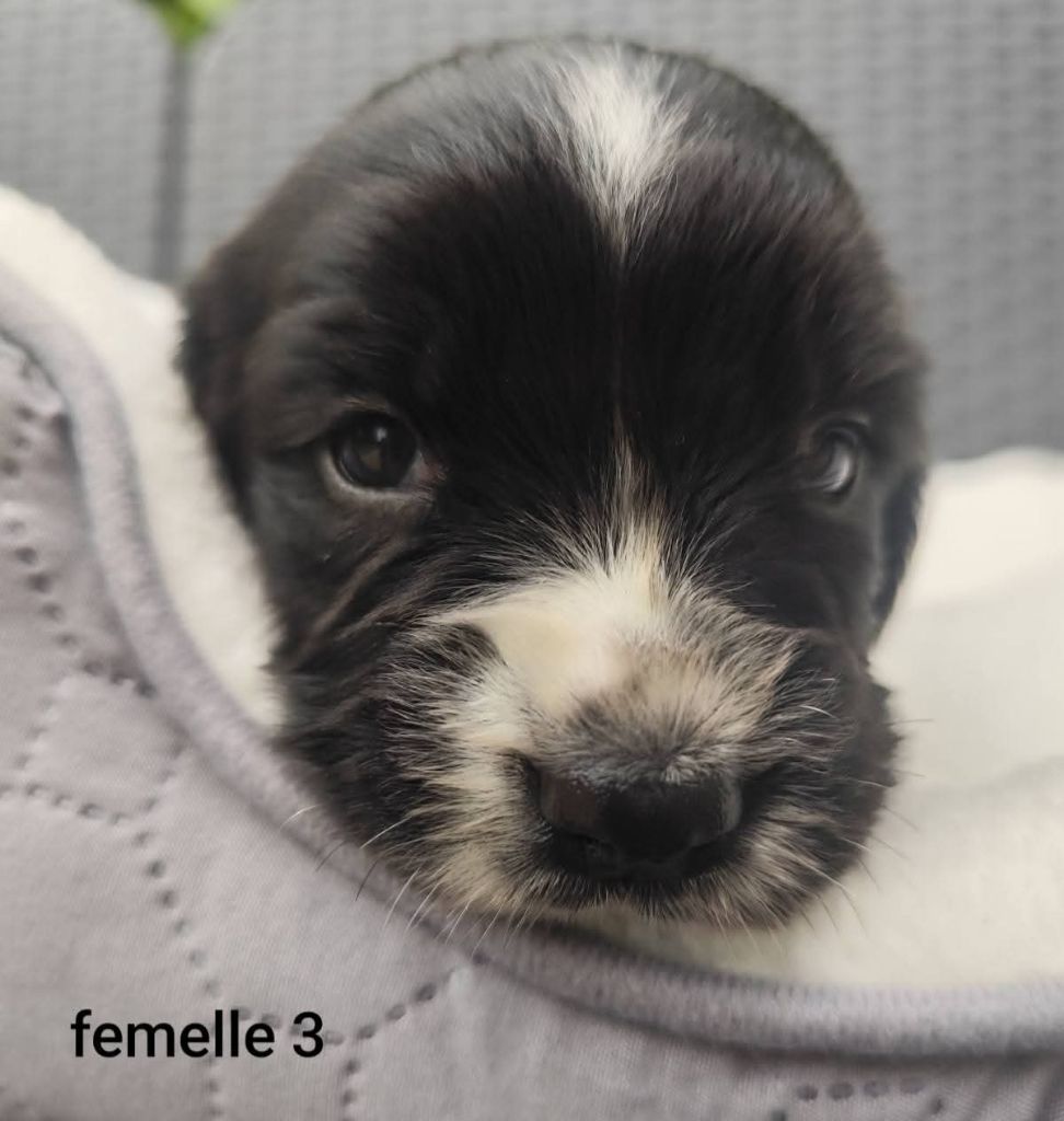 Des Joyaux D'Artemis - Chiots disponibles - English Springer Spaniel