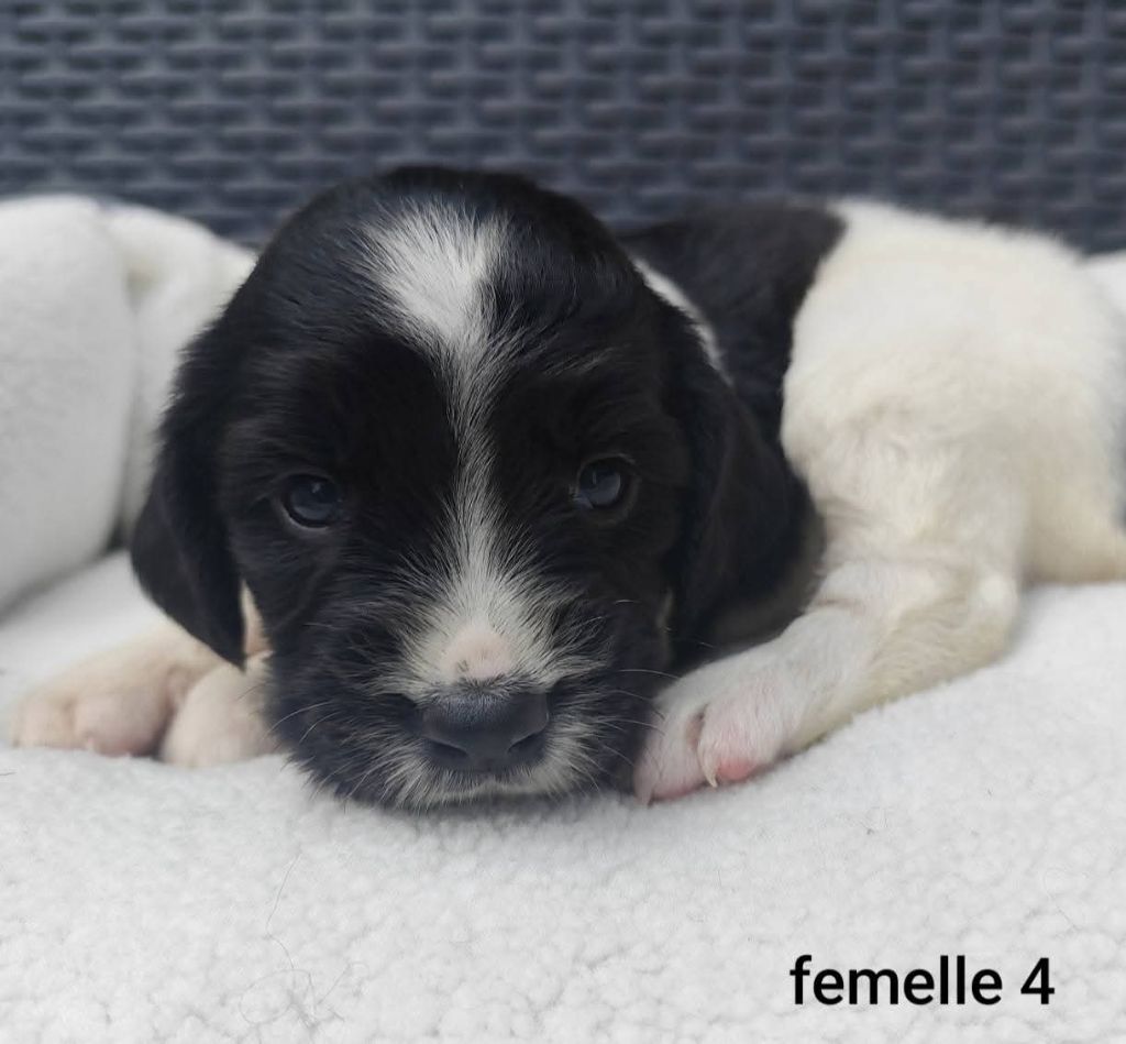 Des Joyaux D'Artemis - Chiots disponibles - English Springer Spaniel