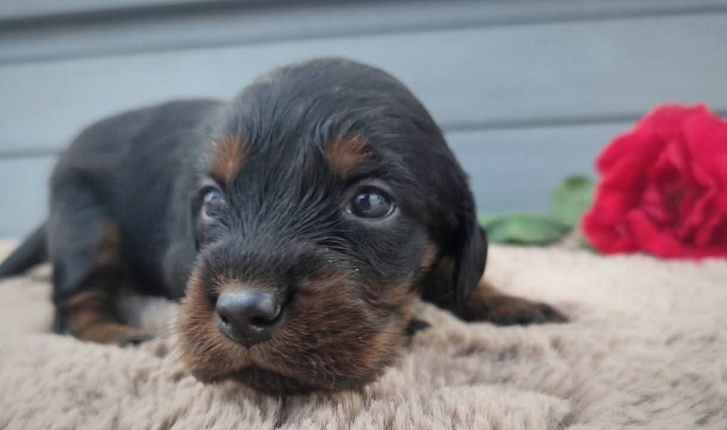 Des Joyaux D'Artemis - Chiots disponibles - Setter Gordon