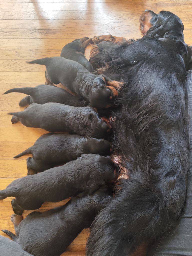 Chiot Setter Gordon Des Joyaux D'Artemis
